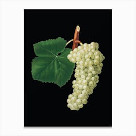 Vintage White Grape Botanical Illustration on Solid Black n.0043 Canvas Print