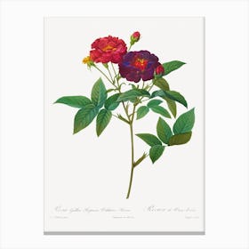 Rosa Gallica Purpurea Velutina Parva, Pierre Joseph Redouté Canvas Print