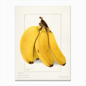 Bananas Canvas Print