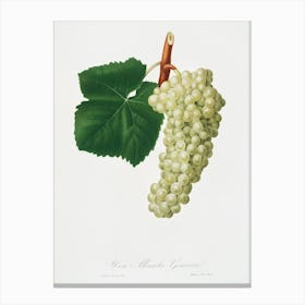 White Grape (Vitis Vinifera Genuensis) From Pomona Italiana (1817 1839), Giorgio Gallesio Canvas Print