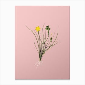 Vintage Golden Blue eyed Grass Botanical on Soft Pink n.0156 Canvas Print