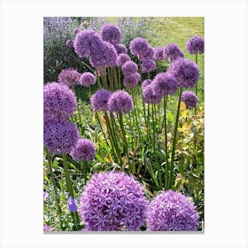 Purple Alliums Canvas Print