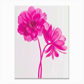 Hot Pink Everlasting Flower 2 Canvas Print