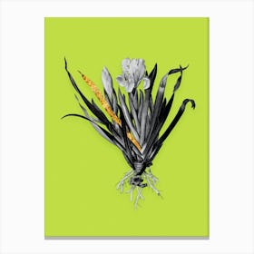 Vintage Crimean Iris Black and White Gold Leaf Floral Art on Chartreuse n.0415 Canvas Print