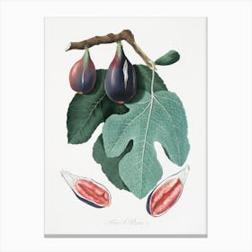 Fig (Figus Carica) From Pomona Italiana (1817 - 1839), Giorgio Gallesio Canvas Print