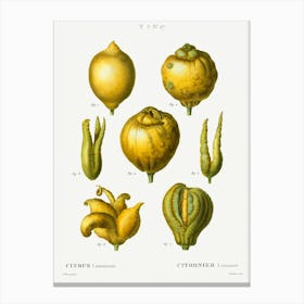 Lemon, Pierre Joseph Redoute 1 Canvas Print