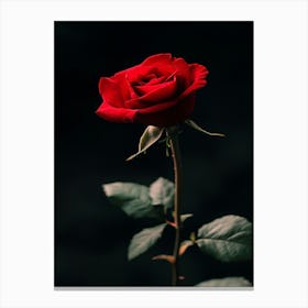 Red Rose 50 Canvas Print