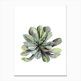 Botanical Illustration   Succulent Canvas Print