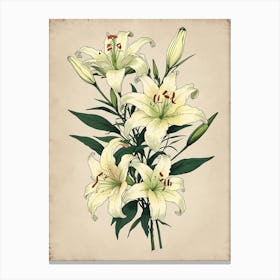 White Lilies Canvas Print