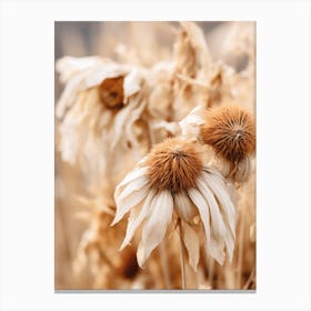 Boho Dried Flowers Sunflower 3 Canvas Print