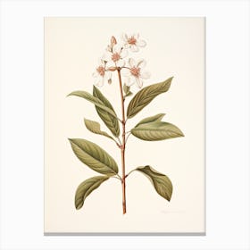 Cinnamon Vintage Botanical Herbs 3 Canvas Print
