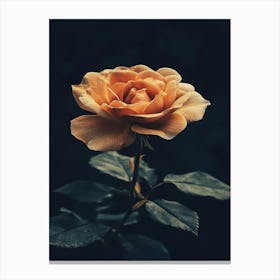 Orange Rose 7 Canvas Print