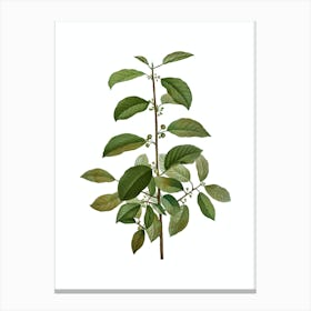 Vintage Alder Buckthorn Botanical Illustration on Pure White n.0556 Canvas Print