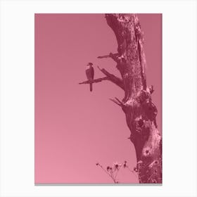 Dusty Pink Falcon Canvas Print