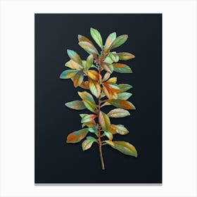 Vintage Firetree Branch Plant Botanical Watercolor Illustration on Dark Teal Blue n.0363 Canvas Print