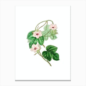 Vintage Aiton's Ipomoea Flower Botanical Illustration on Pure White Canvas Print