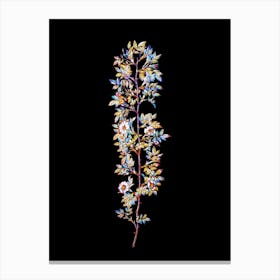 Stained Glass Cuspidate Rose Mosaic Botanical Illustration on Black Canvas Print