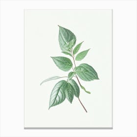 Mint Leaf Illustration 5 Canvas Print