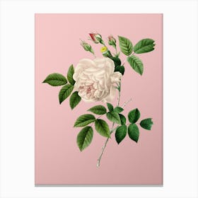 Vintage Rosa Indica Botanical on Soft Pink Canvas Print