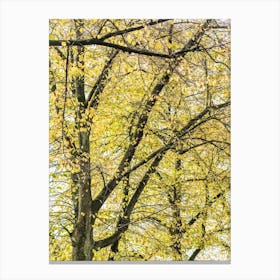Yellow Autumn Trees Canvas Print