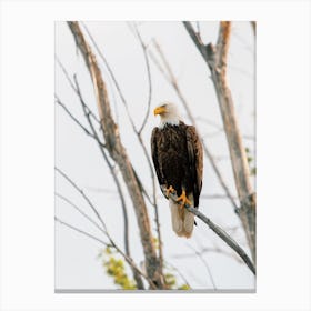 Bald Eagle In Tree Canvas Print