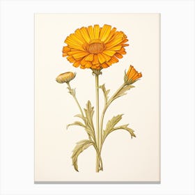 Calendula Pot Marigold Vintage Botanical Herbs 2 Canvas Print