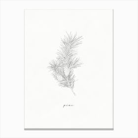 Pine Branch Line Drawing 1 Canvas Print
