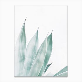 Blue Agave Canvas Print