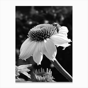 Honeybee on Coneflower Canvas Print