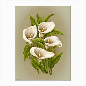 Calla Lily 1 Canvas Print