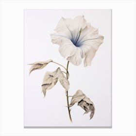 Pressed Flower Botanical Art Moonflower 2 Canvas Print
