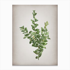 Vintage Boxwood Bush Botanical on Parchment n.0445 Canvas Print