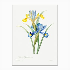 Spanish Iris, Pierre Joseph Redoute Canvas Print