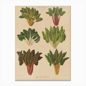 Swiss Chard Canvas Print