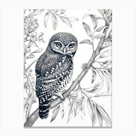 Northern Pygmy Owl Drawing 3 Canvas Print