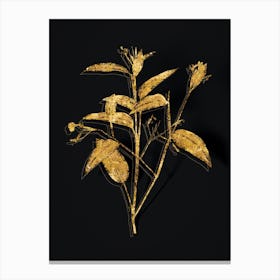 Vintage Maranta Arundinacea Botanical in Gold on Black n.0236 Canvas Print