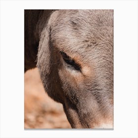 Donkey Profile Canvas Print