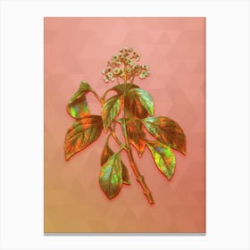Vintage Climbing Hydrangea Botanical Art on Peach Pink n.1813 Canvas Print