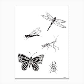 Black and White Insects Canvas Print