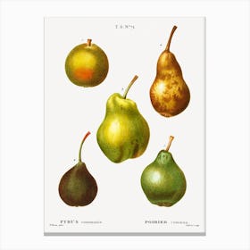 Pear, Pierre Joseph Redoute (8) Canvas Print