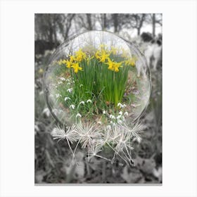 Daffodils Canvas Print