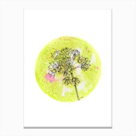 Allium On Green With Pink Canvas Print