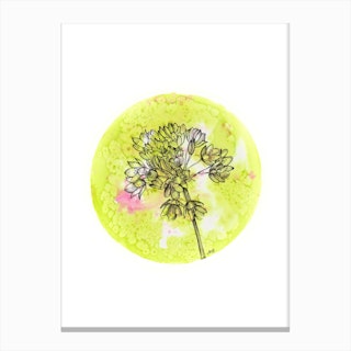 Allium On Green With Pink Canvas Print