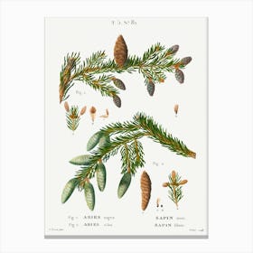 Black Spruce, Pierre Joseph Redoute Canvas Print