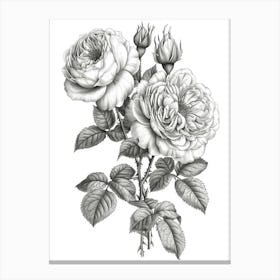 Roses Sketch 63 Canvas Print
