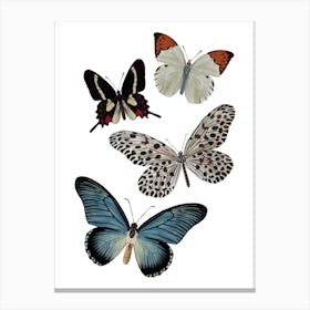 Butterflies On A White Background Canvas Print