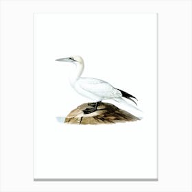 Vintage Northern Gannet Bird Illustration on Pure White Canvas Print