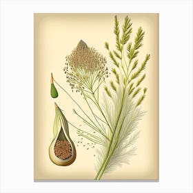 Fennel Seeds Spices And Herbs Retro Drawing 1 Canvas Print