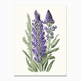 Lavender Wildflower Vintage Botanical 1 Canvas Print