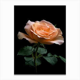 Peach Rose On Black Background 1 Canvas Print